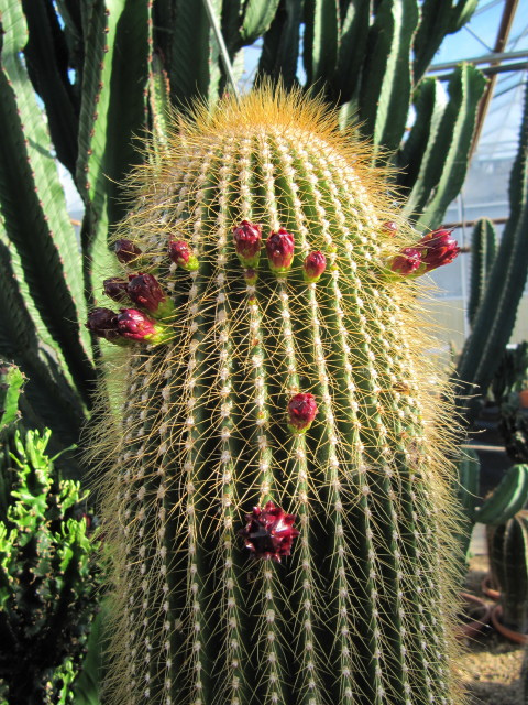 راهنمای نگهداری و پرورش گل و گیاهان زینتی - کاکتوس ساگوارو طلایی
